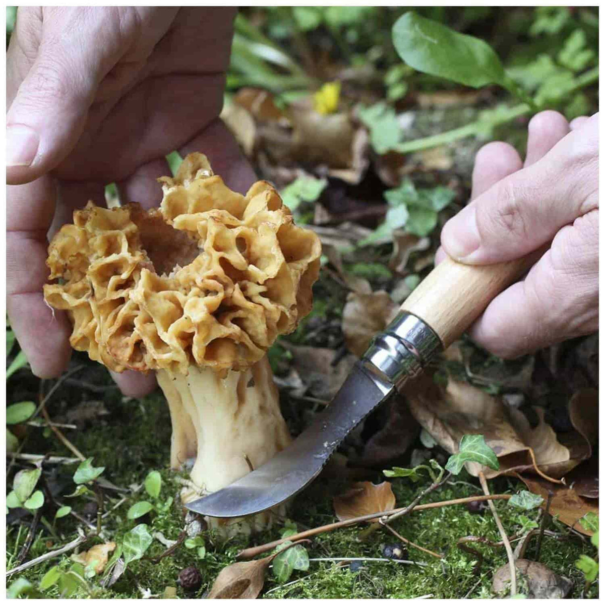 Opinel Pocket Knife 8 cm for Mushrooms Beech Wood Handle No 8 Garden 001252
