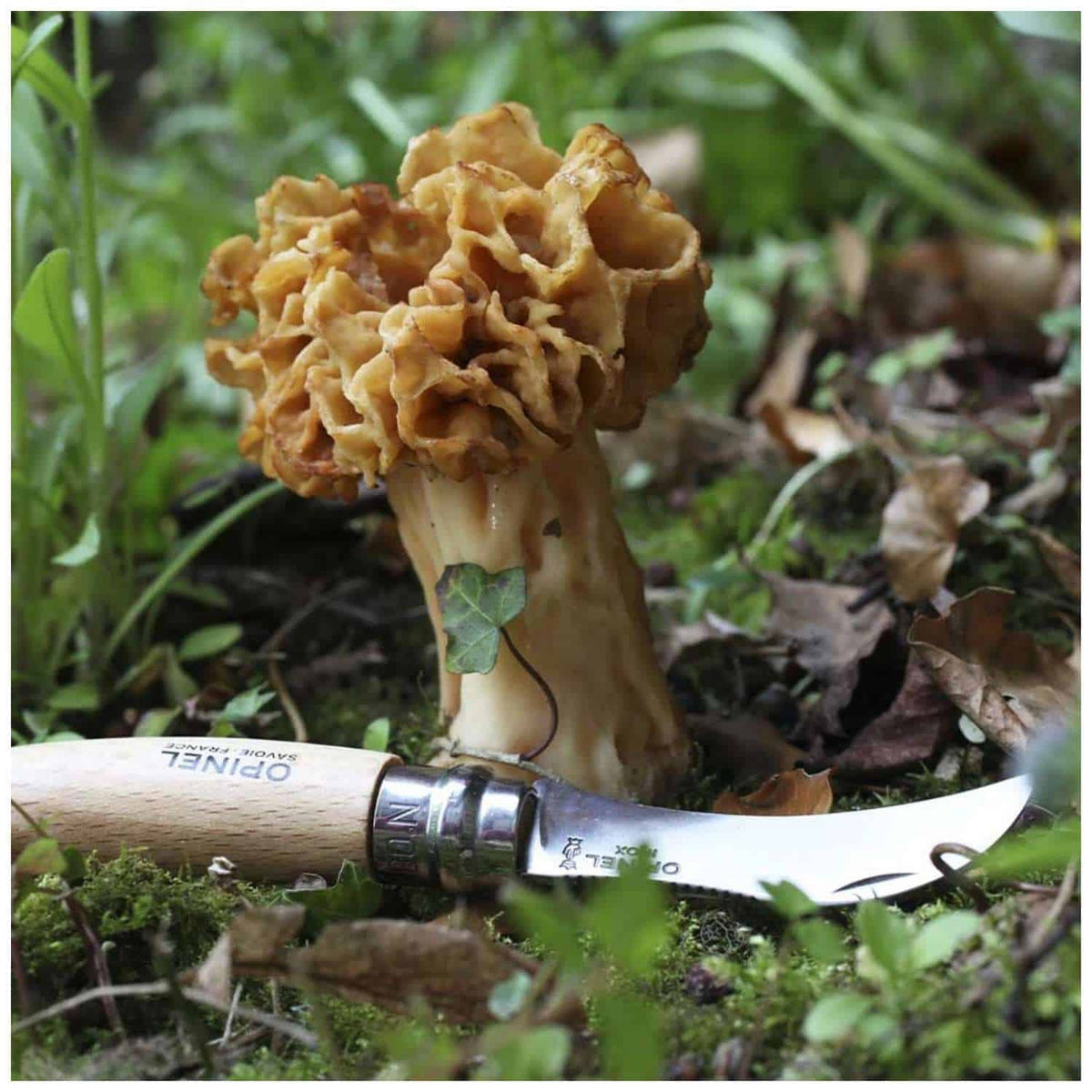 Opinel Pocket Knife 8 cm for Mushrooms Beech Wood Handle No 8 Garden 001252