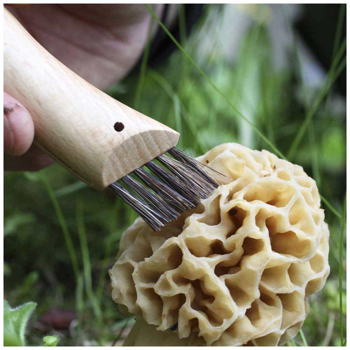 Opinel Pocket Knife 8 cm for Mushrooms Beech Wood Handle No 8 Garden 001252
